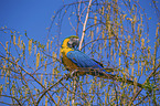 Gelbbrustara Vogelpark Marlow