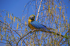 Gelbbrustara Vogelpark Marlow