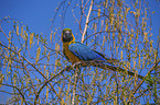 Gelbbrustara Vogelpark Marlow