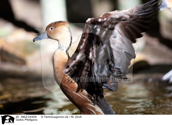 Gelbe Pfeifgans / fulvous whistling duck / MAZ-04908