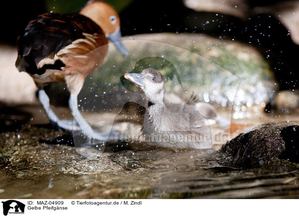 Gelbe Pfeifgnse / fulvous whistling ducks / MAZ-04909