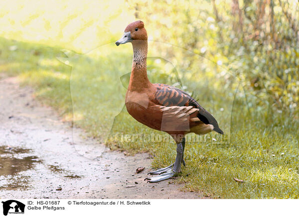 Gelbe Pfeifgans / fulvous duck / HS-01687