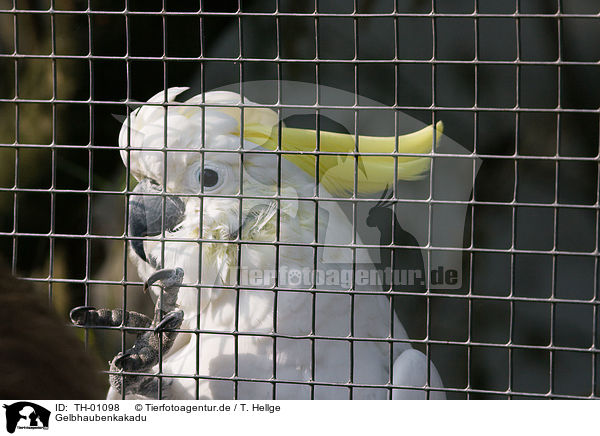 Gelbhaubenkakadu / Sulphur-crested Cockatoo / TH-01098