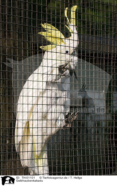 Gelbhaubenkakadu / Sulphur-crested Cockatoo / TH-01101