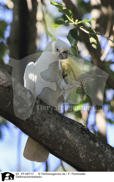 Gelbhaubenkakadu / Sulphur-crested Cockatoo / FF-08717