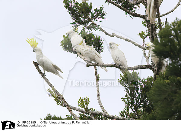 Gelbhaubenkakadus / Sulphur-crested Cockatoos / FF-09185