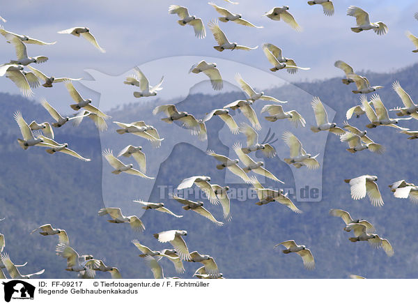 fliegende Gelbhaubenkakadus / flying Sulphur-crested Cockatoos / FF-09217