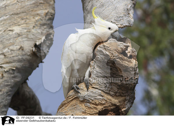 sitzender Gelbhaubenkakadu / sitting Sulphur-crested Cockatoo / FF-09231