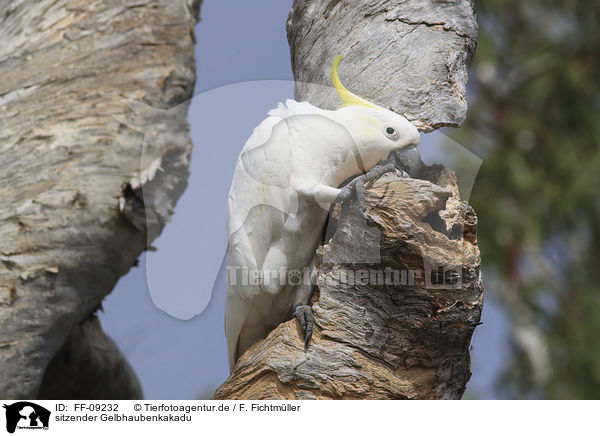 sitzender Gelbhaubenkakadu / sitting Sulphur-crested Cockatoo / FF-09232