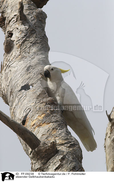 sitzender Gelbhaubenkakadu / sitting Sulphur-crested Cockatoo / FF-09238