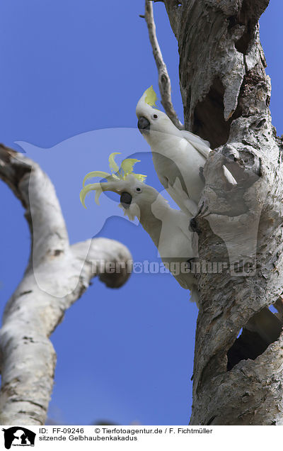 sitzende Gelbhaubenkakadus / sitting Sulphur-crested Cockatoos / FF-09246