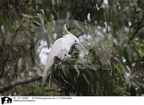 Gelbhaubenkakadu / sulphur-crested cockatoo / FF-15962