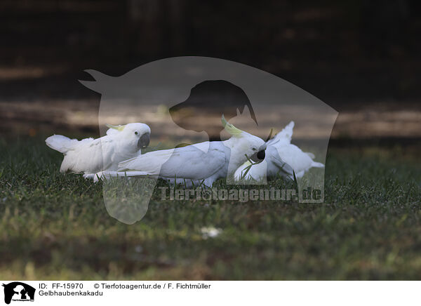 Gelbhaubenkakadu / sulphur-crested cockatoo / FF-15970