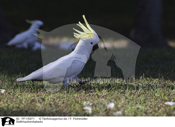 Gelbhaubenkakadu / sulphur-crested cockatoo / FF-15971