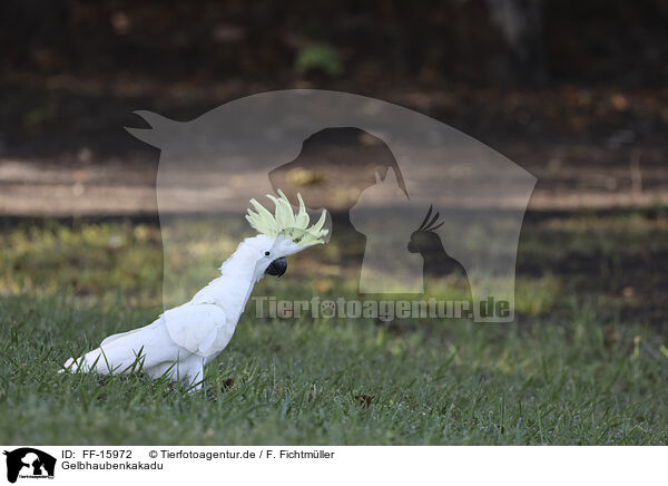 Gelbhaubenkakadu / sulphur-crested cockatoo / FF-15972