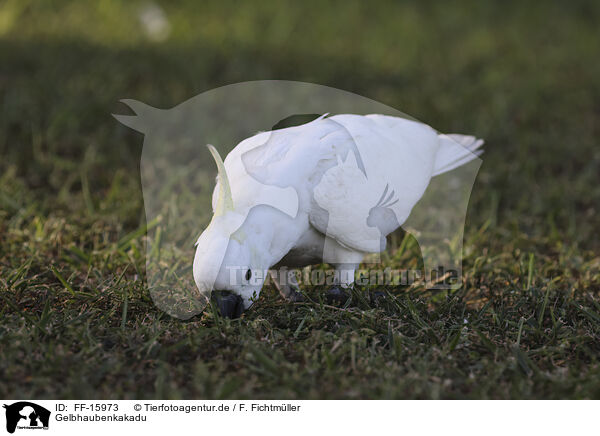 Gelbhaubenkakadu / sulphur-crested cockatoo / FF-15973