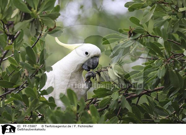 Gelbhaubenkakadu / sulphur-crested cockatoo / FF-15987