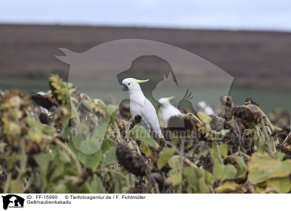 Gelbhaubenkakadu / sulphur-crested cockatoo / FF-15990