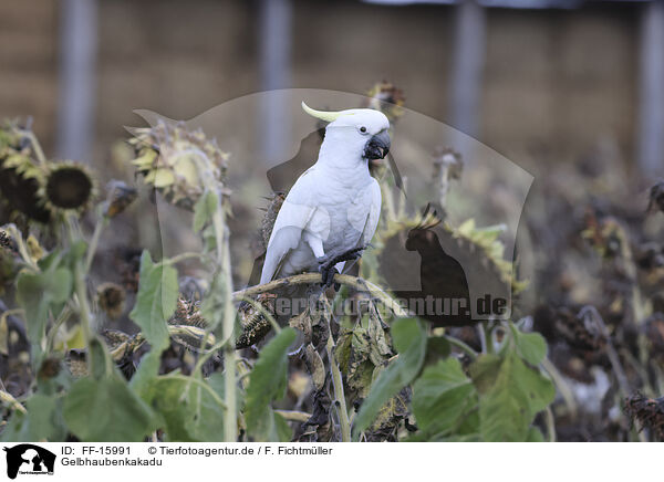 Gelbhaubenkakadu / sulphur-crested cockatoo / FF-15991