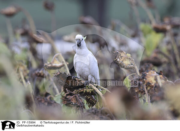 Gelbhaubenkakadu / sulphur-crested cockatoo / FF-15994