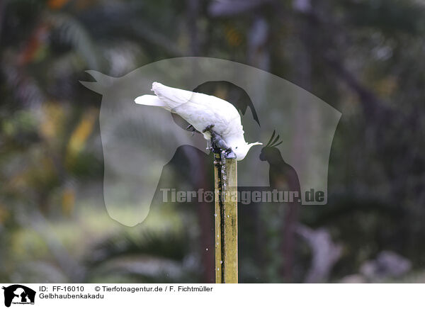 Gelbhaubenkakadu / sulphur-crested cockatoo / FF-16010