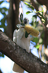 Gelbhaubenkakadu