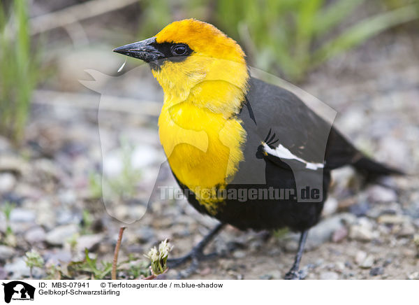 Gelbkopf-Schwarzstrling / yellow-headed blackbird / MBS-07941