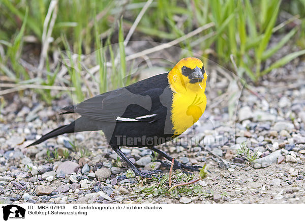 Gelbkopf-Schwarzstrling / yellow-headed blackbird / MBS-07943