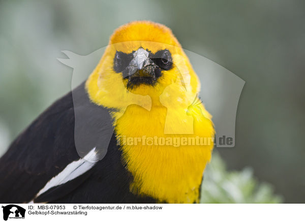 Gelbkopf-Schwarzstrling / yellow-headed blackbird / MBS-07953