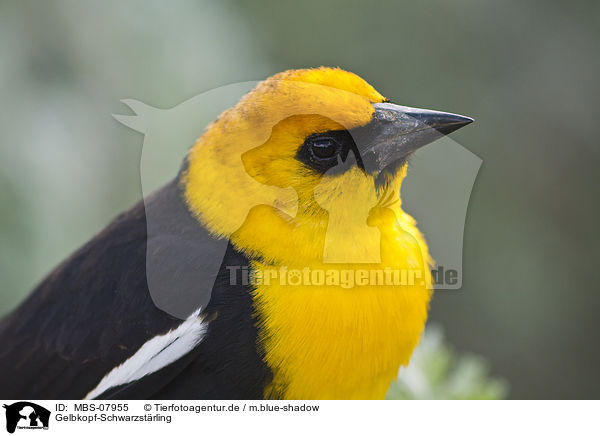 Gelbkopf-Schwarzstrling / yellow-headed blackbird / MBS-07955