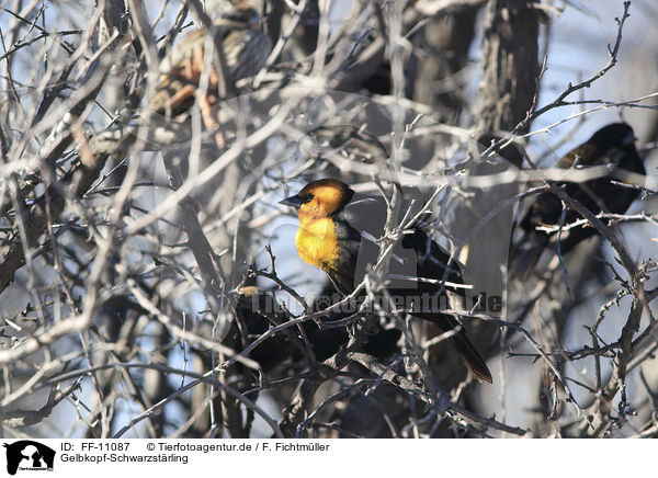 Gelbkopf-Schwarzstrling / yellow-headed blackbird / FF-11087