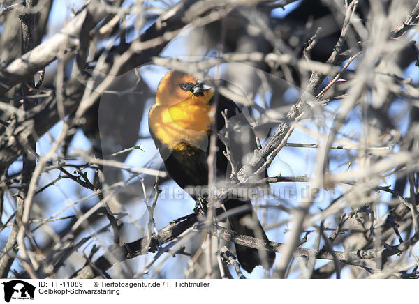 Gelbkopf-Schwarzst�rling / FF-11089