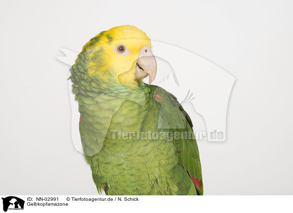 Gelbkopfamazone / yellow-headed amazon / NN-02991