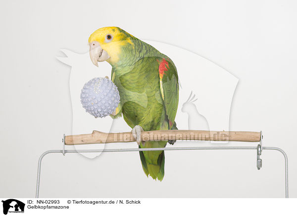 Gelbkopfamazone / yellow-headed amazon / NN-02993