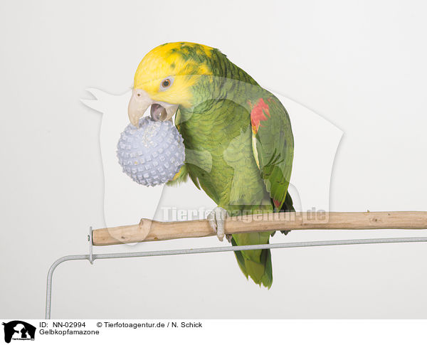 Gelbkopfamazone / yellow-headed amazon / NN-02994