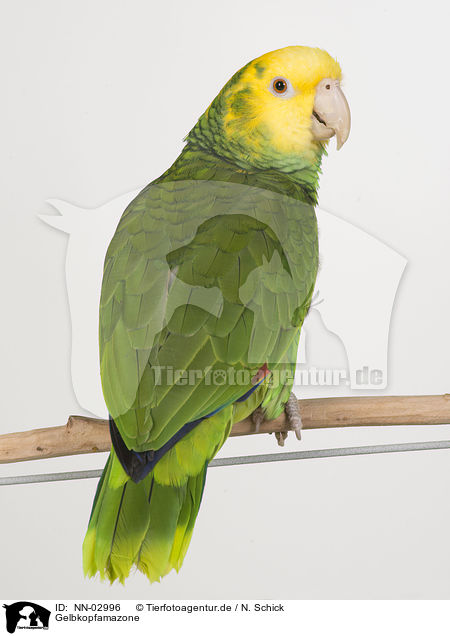 Gelbkopfamazone / yellow-headed amazon / NN-02996