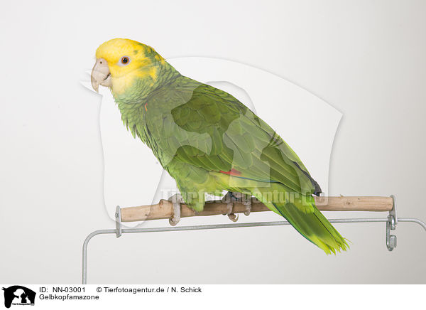 Gelbkopfamazone / yellow-headed amazon / NN-03001
