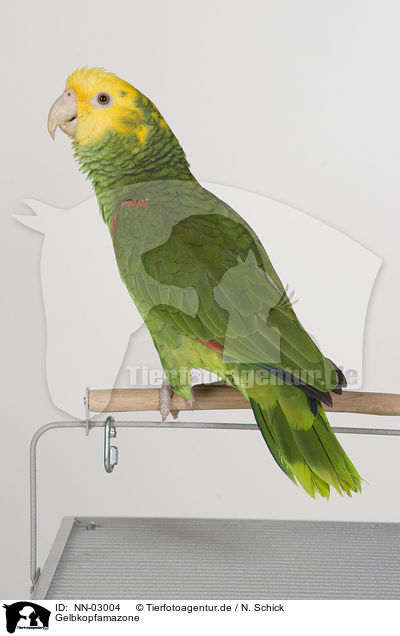 Gelbkopfamazone / yellow-headed amazon / NN-03004