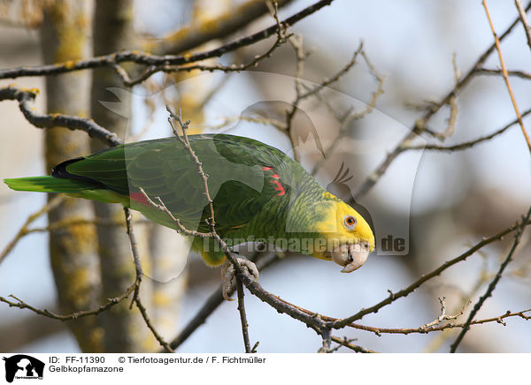 Gelbkopfamazone / FF-11390