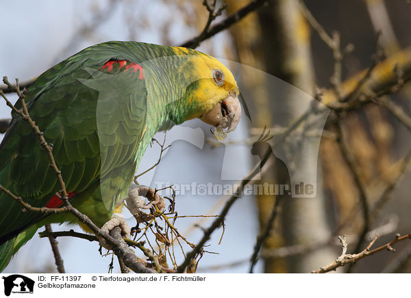 Gelbkopfamazone / FF-11397