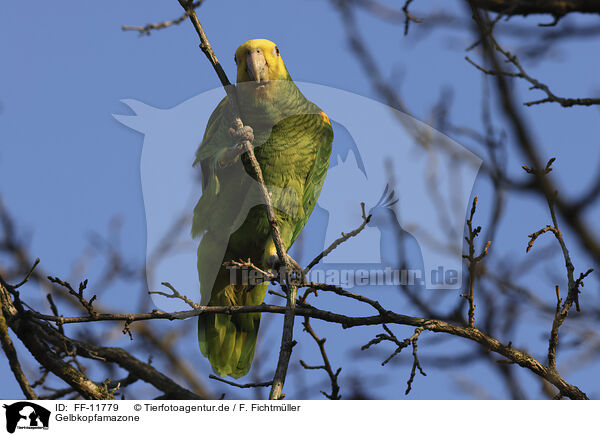 Gelbkopfamazone / yellow-headed amazon / FF-11779