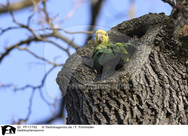 Gelbkopfamazone / yellow-headed amazon / FF-11792