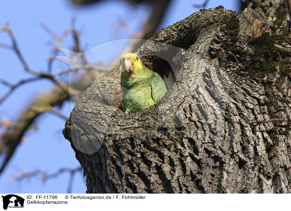 Gelbkopfamazone / yellow-headed amazon / FF-11796