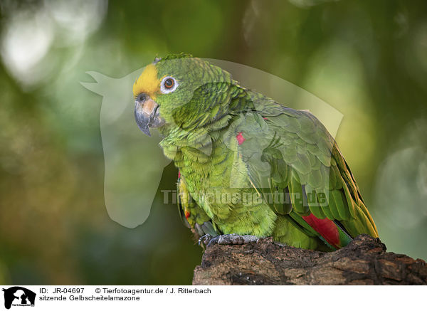 sitzende Gelbscheitelamazone / sitting yellow-crowned Amazon / JR-04697