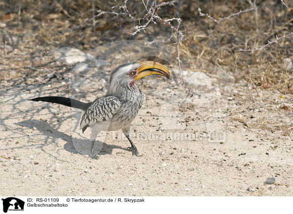 Gelbschnabeltoko / yellow-billed toco / RS-01109