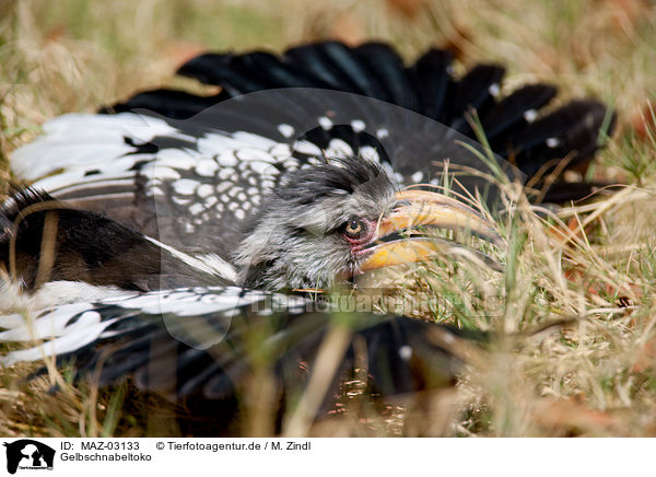 Gelbschnabeltoko / Yellow-billed hornbill / MAZ-03133