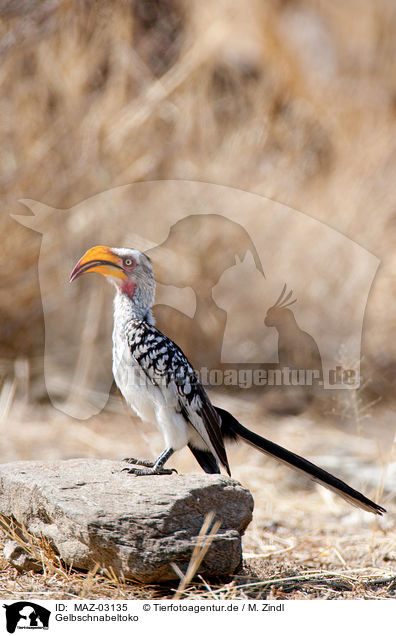 Gelbschnabeltoko / Yellow-billed hornbill / MAZ-03135