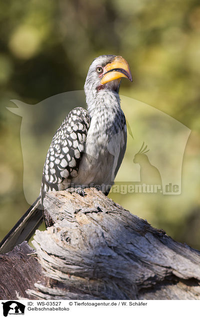 Gelbschnabeltoko / Yellow-billed hornbill / WS-03527