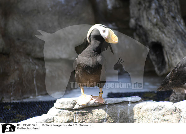 Gelbschopflund / tufted puffin / CD-01328