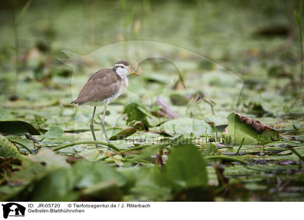 Gelbstirn-Blatthhnchen / northern jacana / JR-05720